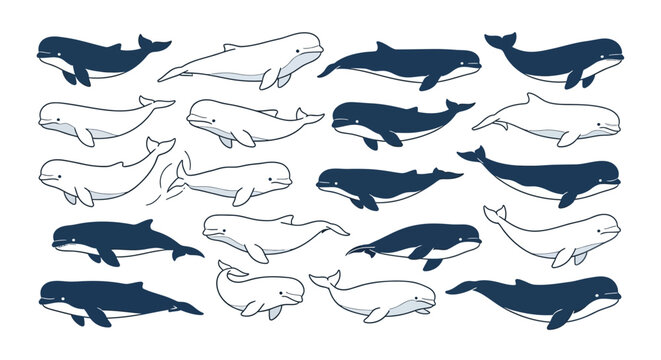 Collection of various whale species in hand drawn doodle style.