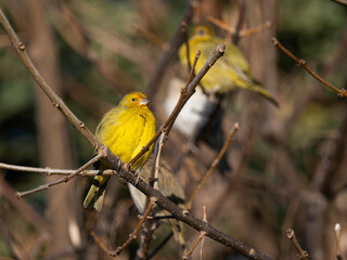 Obraz premium a flock of yellow saffron finch (Sicalis flaveola), a tanager, seen in Buenos Aires, Argentina