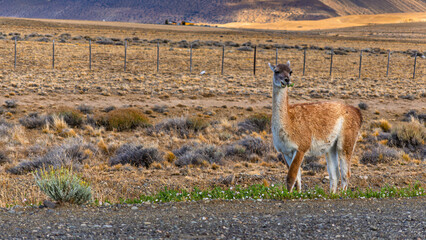 Obraz premium Patagonian Guanaco Portrait: Close-up of a Wild Lama guanicoe Chewing Grass near a Roadside Fence in South America Steppe under a Sunny Sky