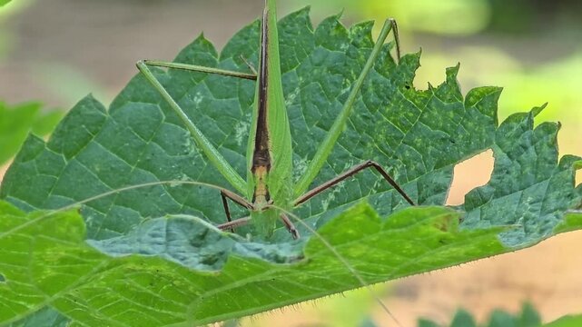 Close-Up of Bush Cricket Looking at Camera in Nature

