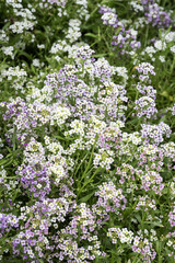 Obraz premium Beautiful sweet alyssum (lobularia maritima) flowers.