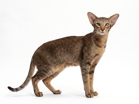 Oriental shorthair cat standing isolated on white background