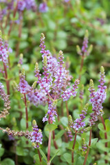 Obraz premium Beautiful Rotala rotundifolia flowers.