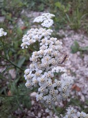 Achillea with Nabis rugosus predatory bug on white wildflower © Mladen