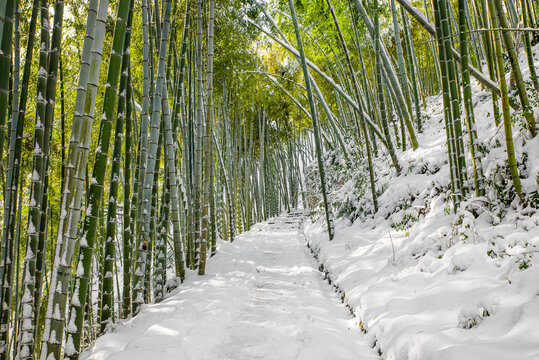 Winter Snow Scene of Bamboo Forest at Jingshan, Hangzhou, Zhejiang, China