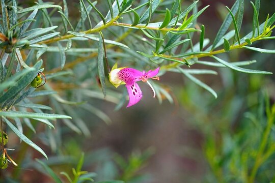 Emu bush, or Eremophila flower, in a garden, in Attica, Greece