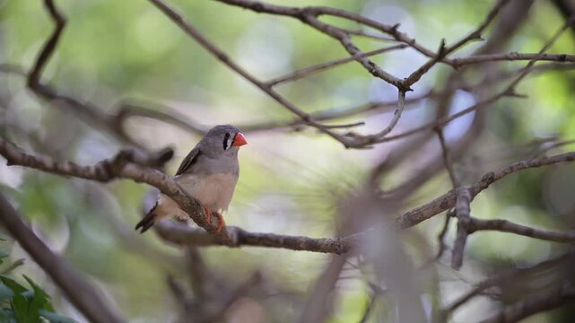 4K video of small birds, such as zebra finches, resting in the shade of a tree