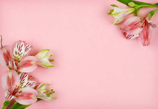 Pink alstroemeria flowers in corner arrangements on coral paper