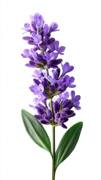 high resolution lavender cutout suitable for herbal organic and relaxation themed projects