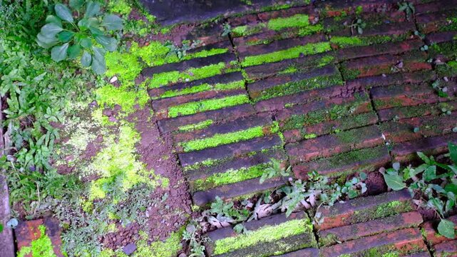 Moss-covered brick path, vibrant green, decaying structure. Nature overtakes man-made design, serene, quiet decay. Perfect for themes: urban renewal, eco-feminism, slow growth, forgotten spaces