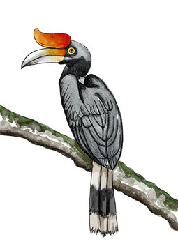 Tropical Rhinoceros Hornbill hand-drawn watercolor illustration with distinctive orange casqued beak sitting on a mossy branch.