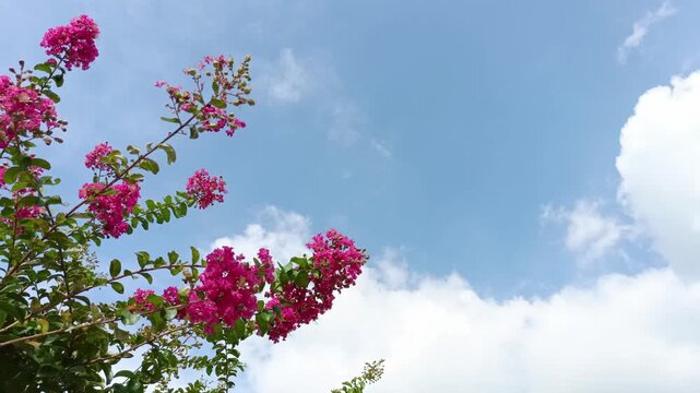 Minimal Spring and Summer Sky with Blooming Pink Flowers