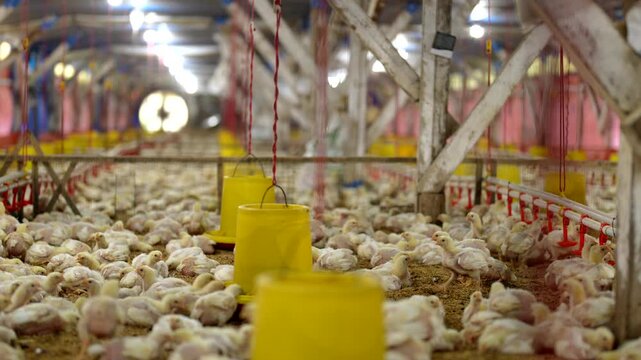 Thousands of young broiler chicks in a modern commercial traditional farm.
