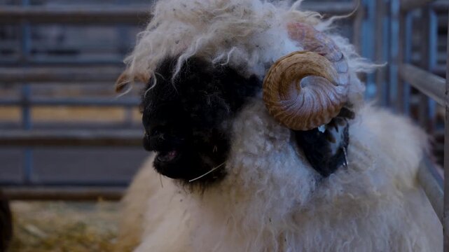 Close up of horned ram sitting on the farm