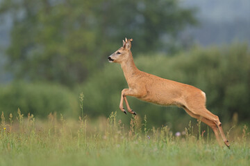 Sarna europejska (Capreolus capreolus) roe deer © Bartosz Rakoczy