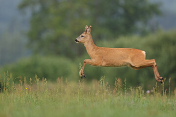 Sarna europejska (Capreolus capreolus) roe deer © Bartosz Rakoczy
