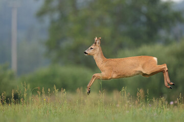 Sarna europejska (Capreolus capreolus) roe deer © Bartosz Rakoczy