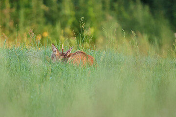 Sarna europejska (Capreolus capreolus) roe deer © Bartosz Rakoczy