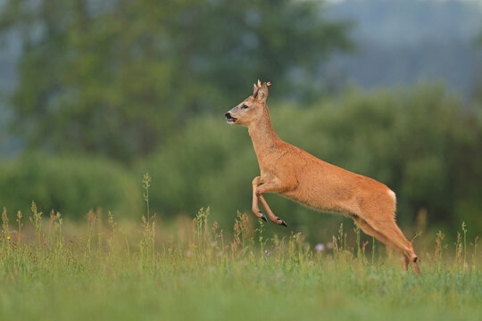 Sarna europejska (Capreolus capreolus) roe deer