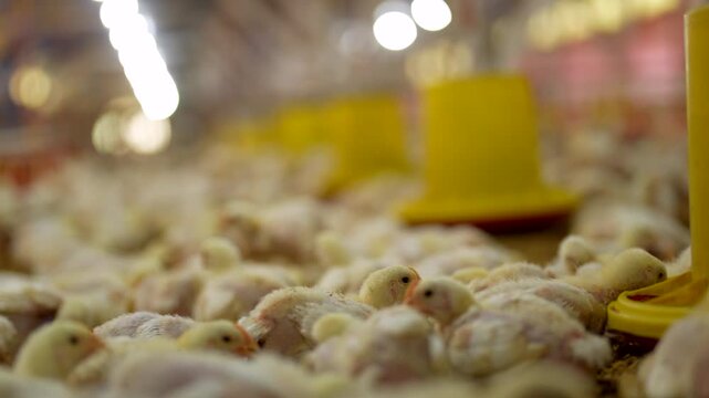 Thousands of young broiler chicks in a modern commercial traditional farm.
