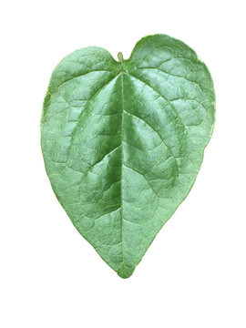 Isolated Malabar Spinach Leaf with clipping paths.