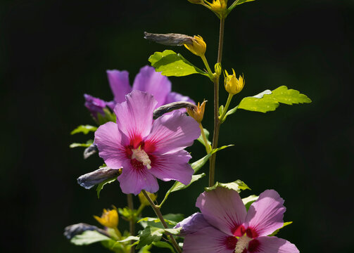 Pink Farben starke Bl&uuml;ten am Busch im Schatten von Hibiskus oder Eibisch (Hibiscus) im Garten