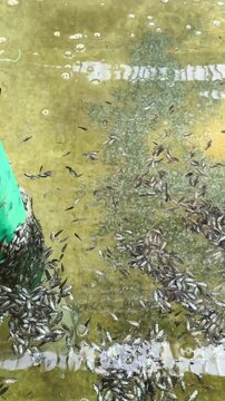 Juvenile Asian seabass, also known as barramundi, actively feeding in an aquaculture tank during a fish farming operation. The footage illustrates juvenile fish production, feeding management, and sus