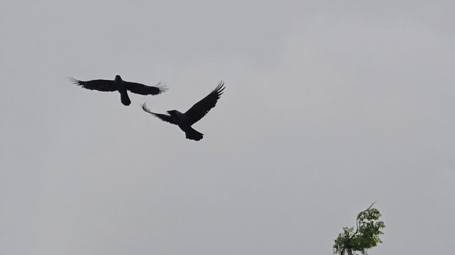 Black crows flying in overcast sky, silhouette of birds in flight against gray clouds, moody wildlife footage of ravens soaring in gloomy weather