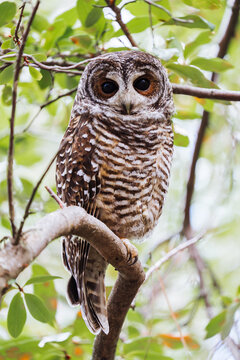 Owl Gazing From Branch