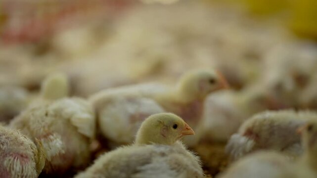 Thousands of young broiler chicks in a modern commercial traditional farm.
