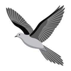 Naklejka premium Gray bird in flight with outstretched wings on white background