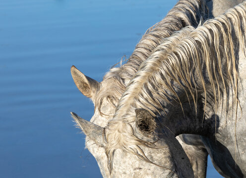 Abstract close up horse mane