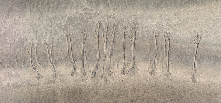 Panorama Tree patterns in sand