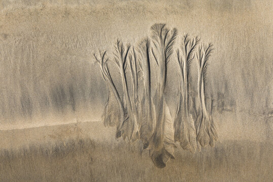 Tree patterns in sand