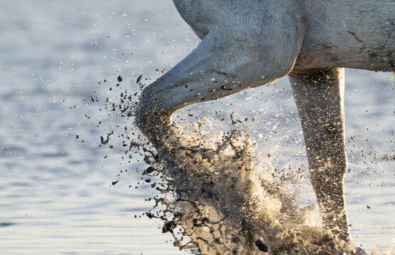 Camargue Horse Leg Kicking through Water