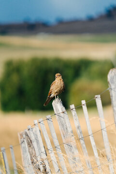 Chimango on Rural Fence