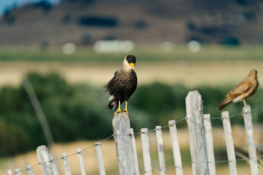 Birds of Prey Resting
