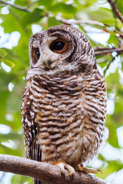 Rufous-Legged Owl Close-up