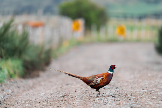 Pheasant on Rural Road