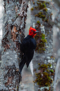 Red-Crested Woodpecker Climbing