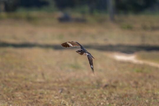 A nacunda nighthawk in the Pantanal region on a hot day. A chordeiles nacunda in its natural habitat in Brazil.