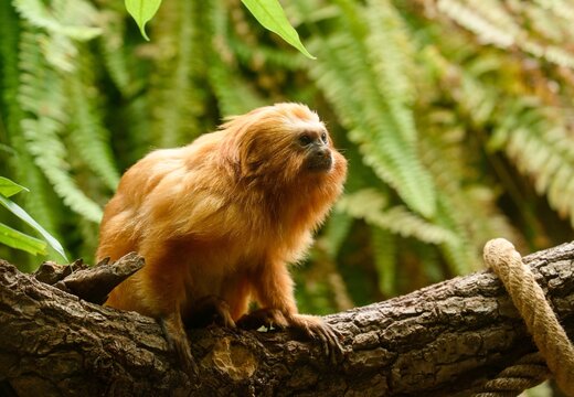 Golden lion tamarin (Leontopithecus rosalia)