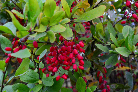 Red Barberry Berries on Bush in Autumn Garden
