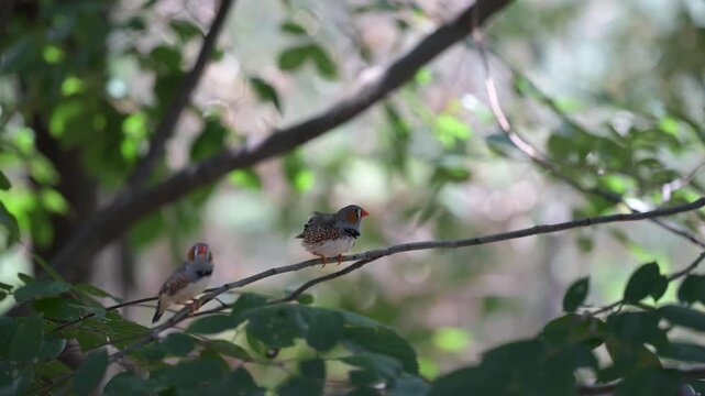 4K video of small birds, such as zebra finches, resting in the shade of a tree