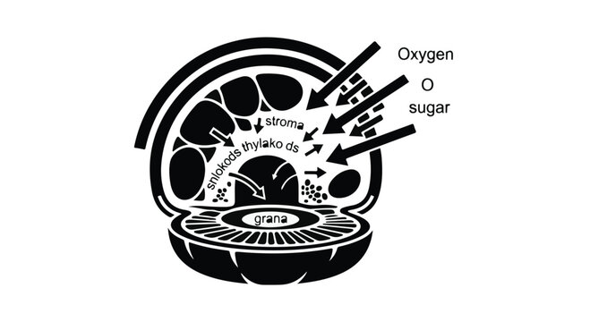 Chloroplast diagram illustrates the biological process of plant photosynthesis.