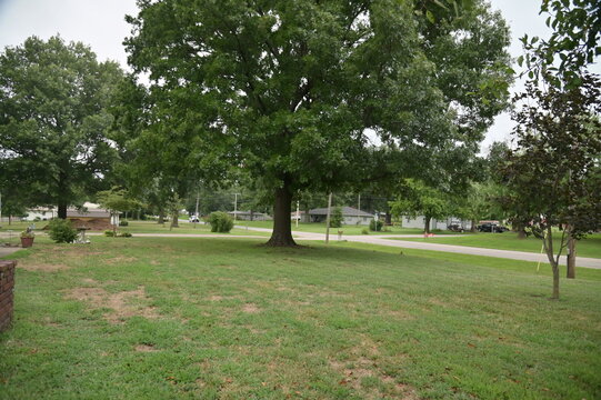 Lawn