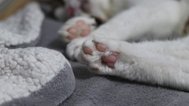 Close-up of a fluffy cat's paw with pink pads on a gray background. The animal is resting on a soft gray blanket. Cute cat's paw with pink pads while sleeping. White fluffy cat's paw on a gray textile