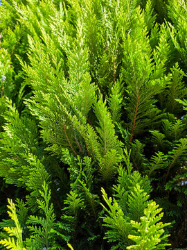 vibrant green conifer foliage with fresh evergreen branches in natural sunlight