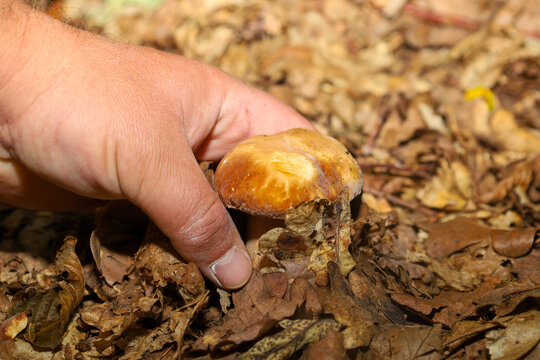 A male hand carefully picks a fresh porcini mushroom amidst dry autumn leaves in the forest. A mushroom picker demonstrates a harvested forest trophy during a successful foraging trip.