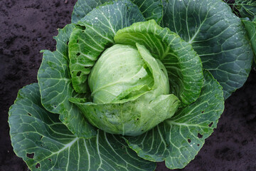 Fototapeta premium Cabbage is growing in a garden under sunlight. Raindrops are on its leaves. The cabbage is surrounded by green leaves. The ground looks dark and moist.